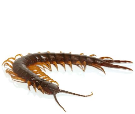Nigerian Giant Centipede