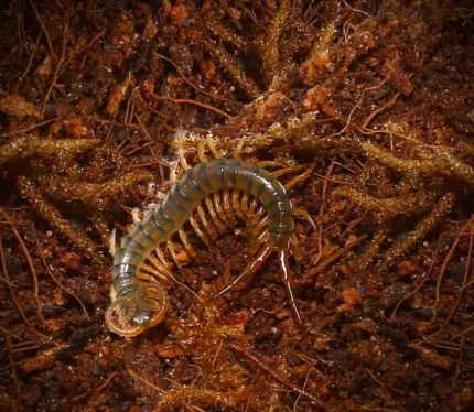 Nigerian Orange Leg Centipede