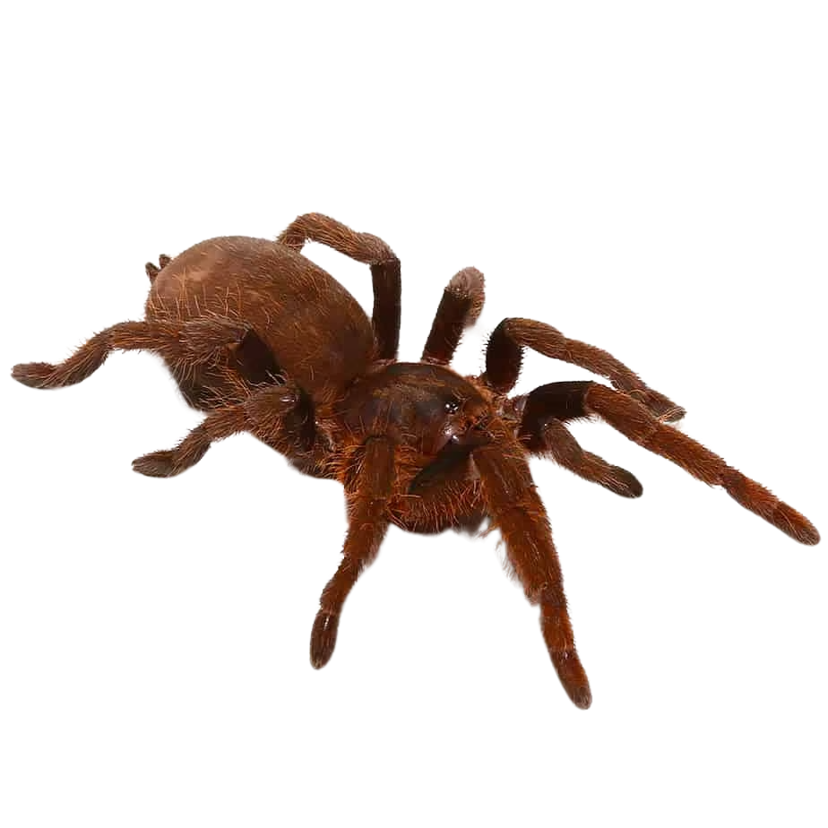 nigerian-rust-red-tarantula-1 (1) nigerian rust red tarantula 1 1