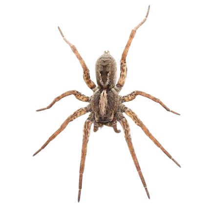 Nigerian Wolf Spider