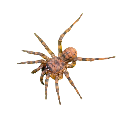 Northern Armored Trapdoor Spider