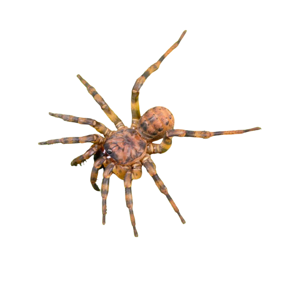 northern-armored-trapdoor-spider (1) northern armored trapdoor spider 1