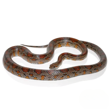 Northern Florida Cornsnake