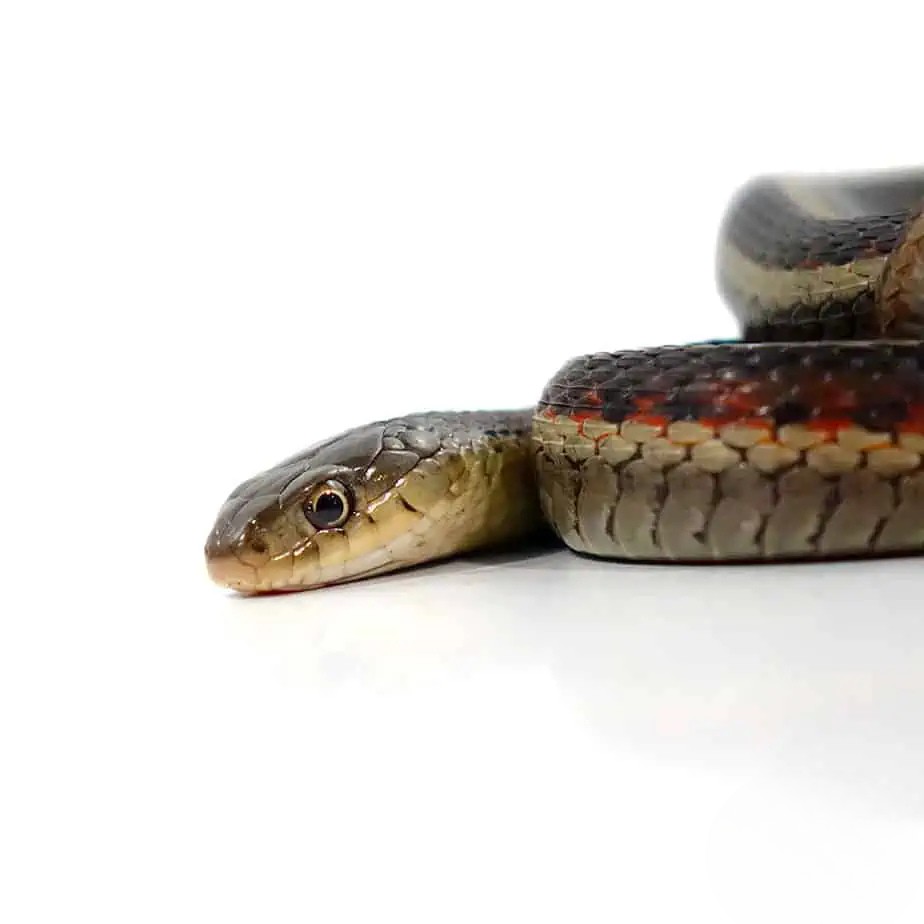 northern-garter-snake (1) northern garter snake 1