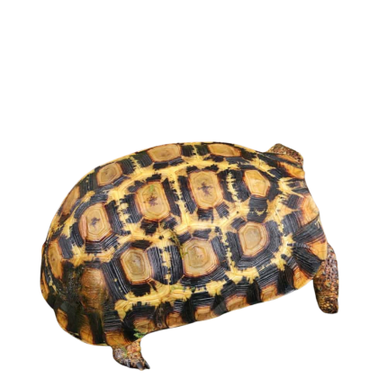 Northern Zombensis Hingeback Tortoise