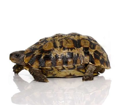 Northern Zombensis Hingeback Tortoise #1