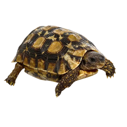 Northern Zombensis Hingeback Tortoise #2