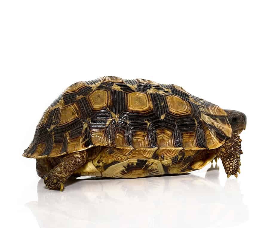northern-zombensis-hingeback-tortoise-2 northern zombensis hingeback tortoise 2 e1750319063253