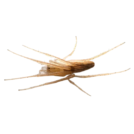 Oblong Orb Weaver