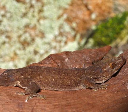 Oceanic Gecko