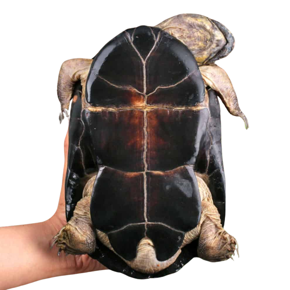 okavango-mud-turtle (2) okavango mud turtle 2