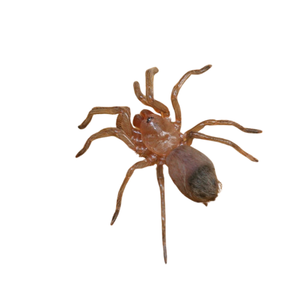 Oklahoman Brown Tarantula (.25 – .5”)
