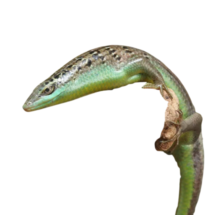 Olive Tree Skink