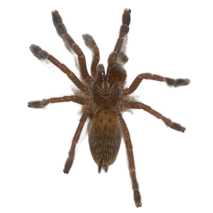 Orange Baboon “Kigoma” Tarantula (1”)