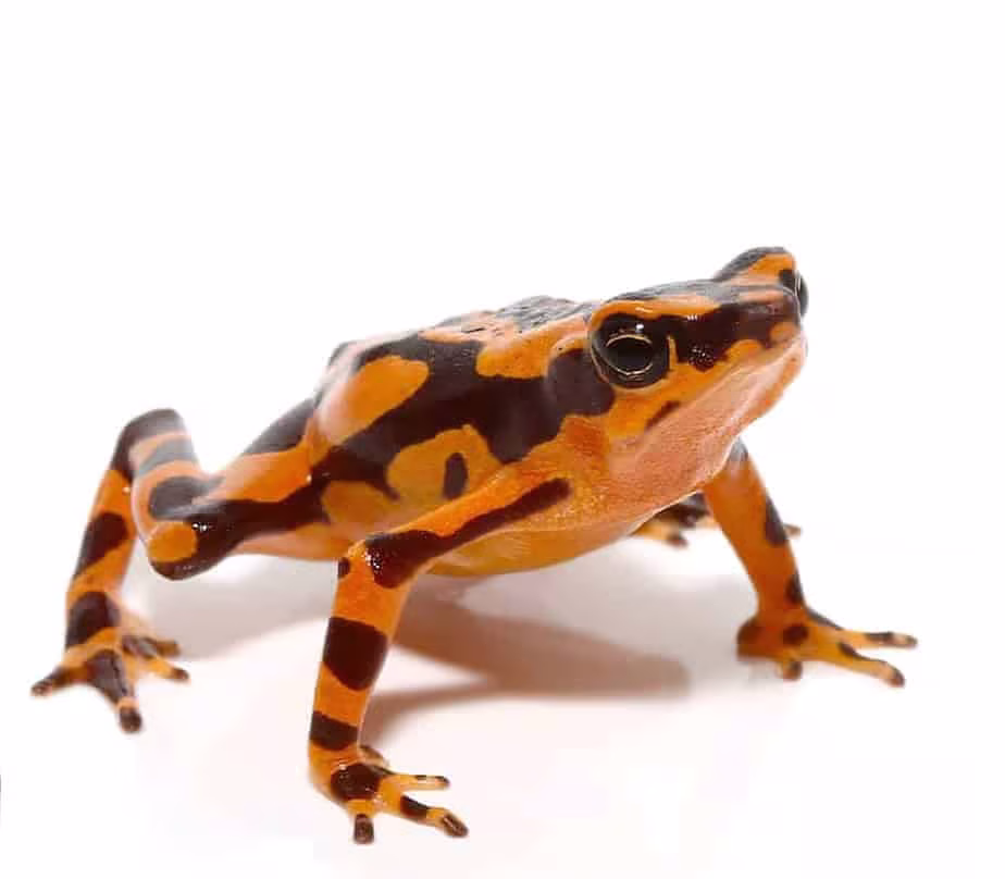 orange-harlequin-toad orange harlequin toad e1745947918572