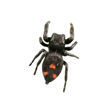Orange Phase Bold Jumping Spider