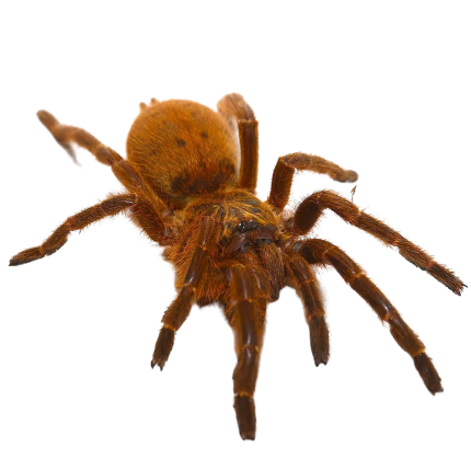 Orange Starburst Baboon Tarantula Pair (1.75 – 2”)