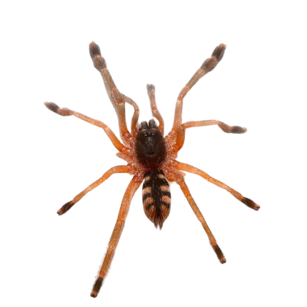 Orange Tree Spider (1”)
