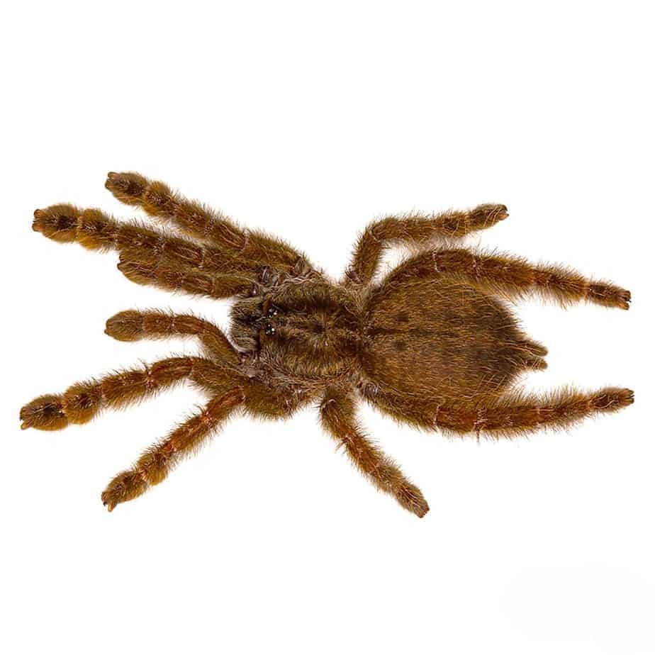 ornamental-baboon-tarantula-25-–-75 (1) ornamental baboon tarantula 25 – 75 1