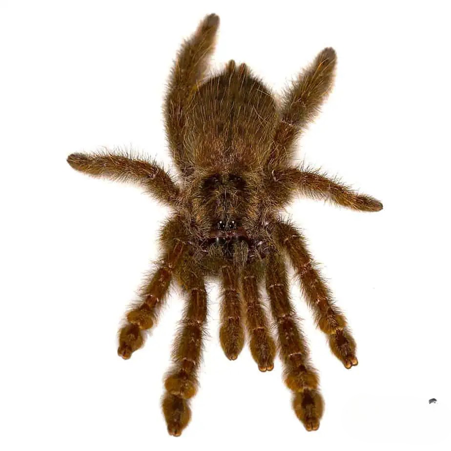 ornamental-baboon-tarantula-25-–-75 (2) ornamental baboon tarantula 25 – 75 2