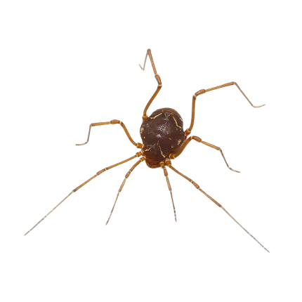 Ornate Harvestman