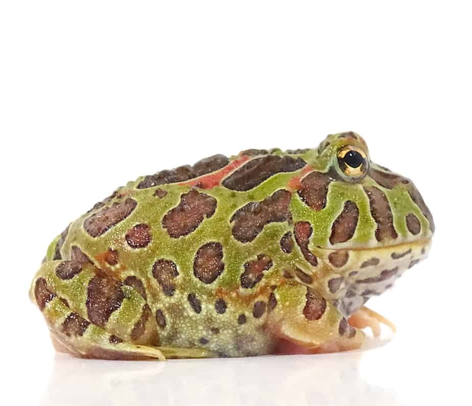 ornate-pacman-frog-for-sale ornate pacman frog for sale