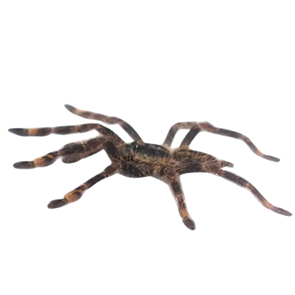 Ornate Tiger Tarantula (1 – 2”)