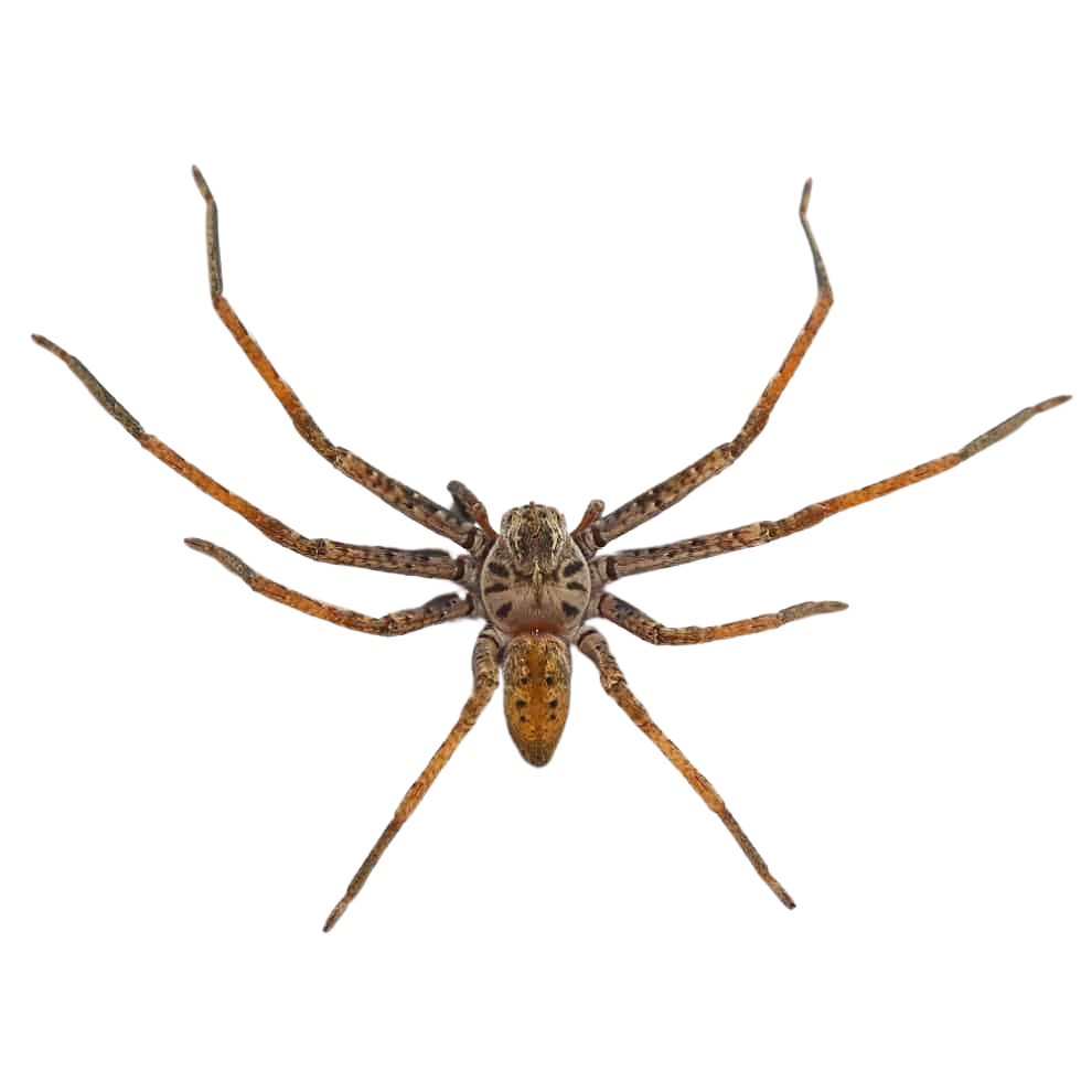 painted-huntsman-spider (1) painted huntsman spider 1