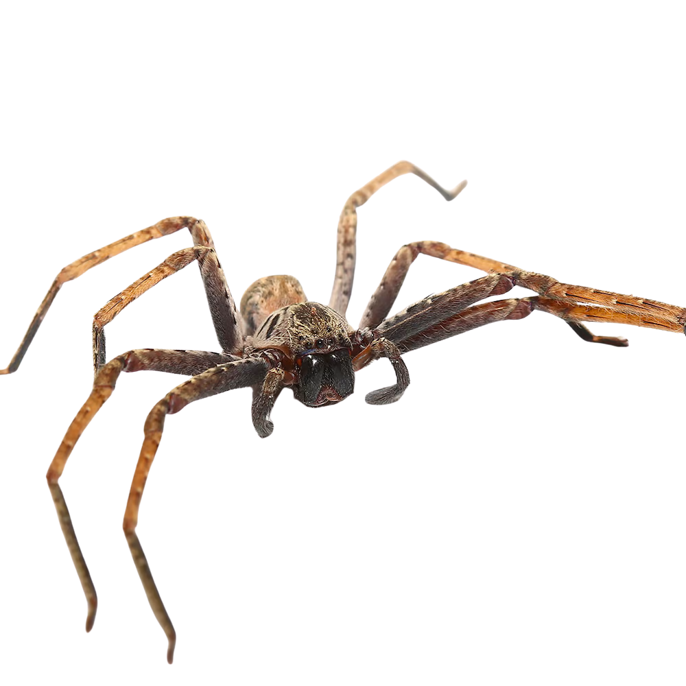painted-huntsman-spider (2) painted huntsman spider 2