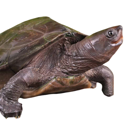 Painted River Terrapin Turtle (Split Scute)