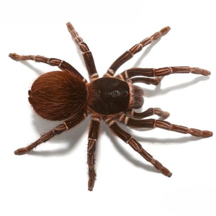 Pair: Amazon Giant Striped Birdeater Tarantula (3 – 4”)