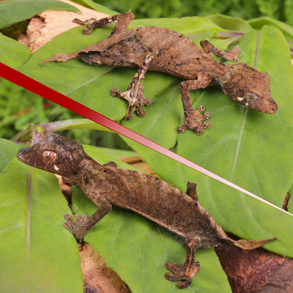 pair-spearpoint-leaf-tailed-gecko-2 pair spearpoint leaf tailed gecko 2
