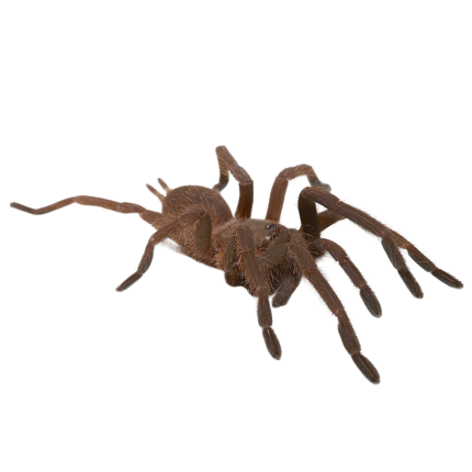 Pair Vietnam Blue Tarantula (2 – 2.25”)