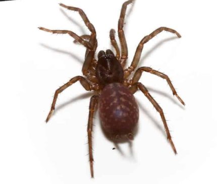 Panamanian Blue Funnel Web Spider (.5 – 1”)