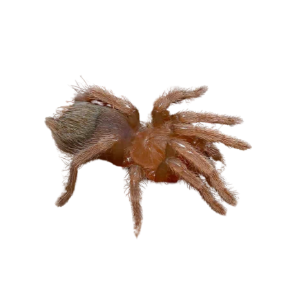 Panamanian Gold Banded Sunburst Dwarf Tarantula (.25 – .75”)