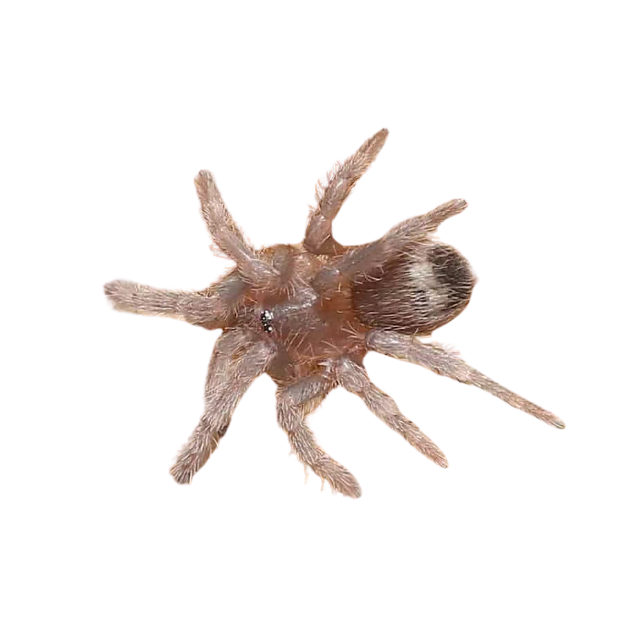 panamanian-green-tarantula-25-–-75 panamanian green tarantula 25 – 75