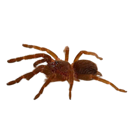 Panay Blue Earth Tiger Tarantula (.25 – 1”)