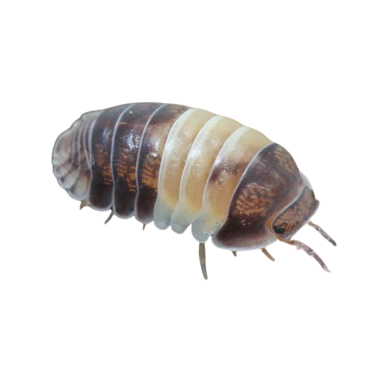 panda-king-isopods (1) panda king isopods 1