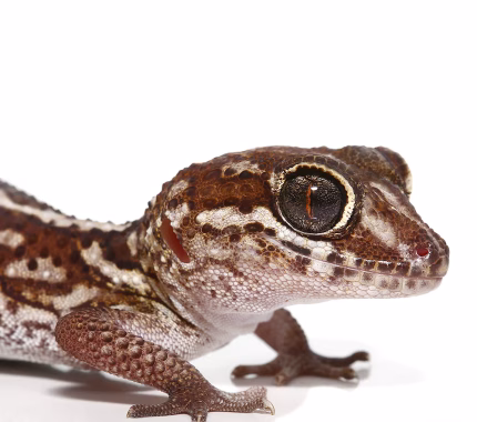 Panther Gecko
