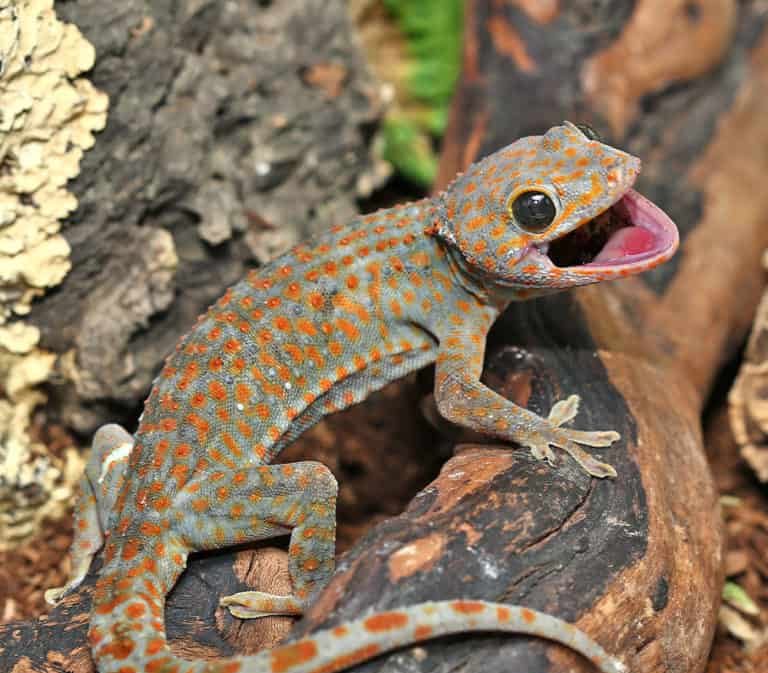 paradox-spot-tokay-gecko-pair (1) paradox spot tokay gecko pair 1 e1748111304969