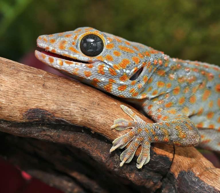 paradox-spot-tokay-gecko-pair (2) paradox spot tokay gecko pair 2 e1748111282668