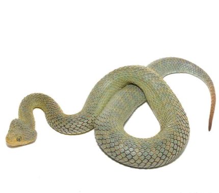 Patternless Green Squamigera Bush Viper