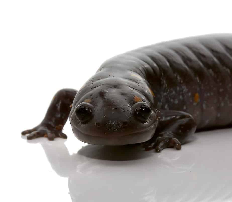 patternless-spotted-salamander patternless spotted salamander e1745863461846