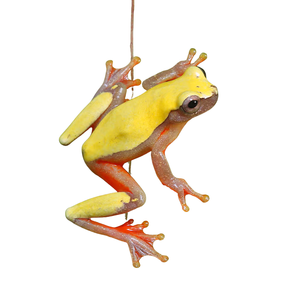 Patternless Triangle Tree Frog For Sale | World Of Exotic Pets