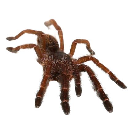 Peach Earth Tiger Tarantula (.5 – 1”)