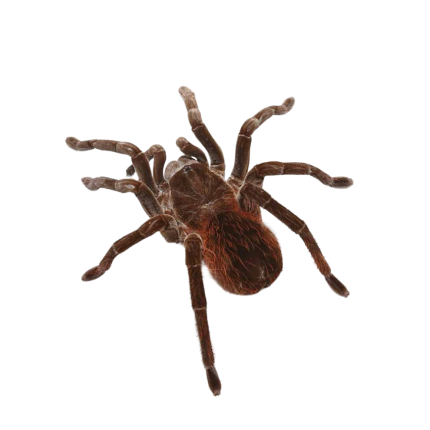 Peruvian Brown Velvet Birdeater Tarantula (4-6″)