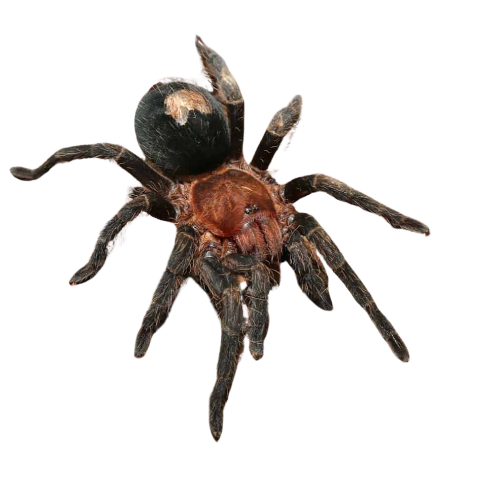 peruvian-dwarf-star-tarantula-1-–-25″ (1) peruvian dwarf star tarantula 1 – 25″ 1
