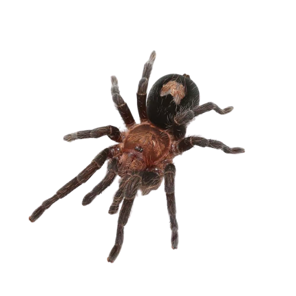 Peruvian Dwarf Star Tarantula (1 – 2.5″)