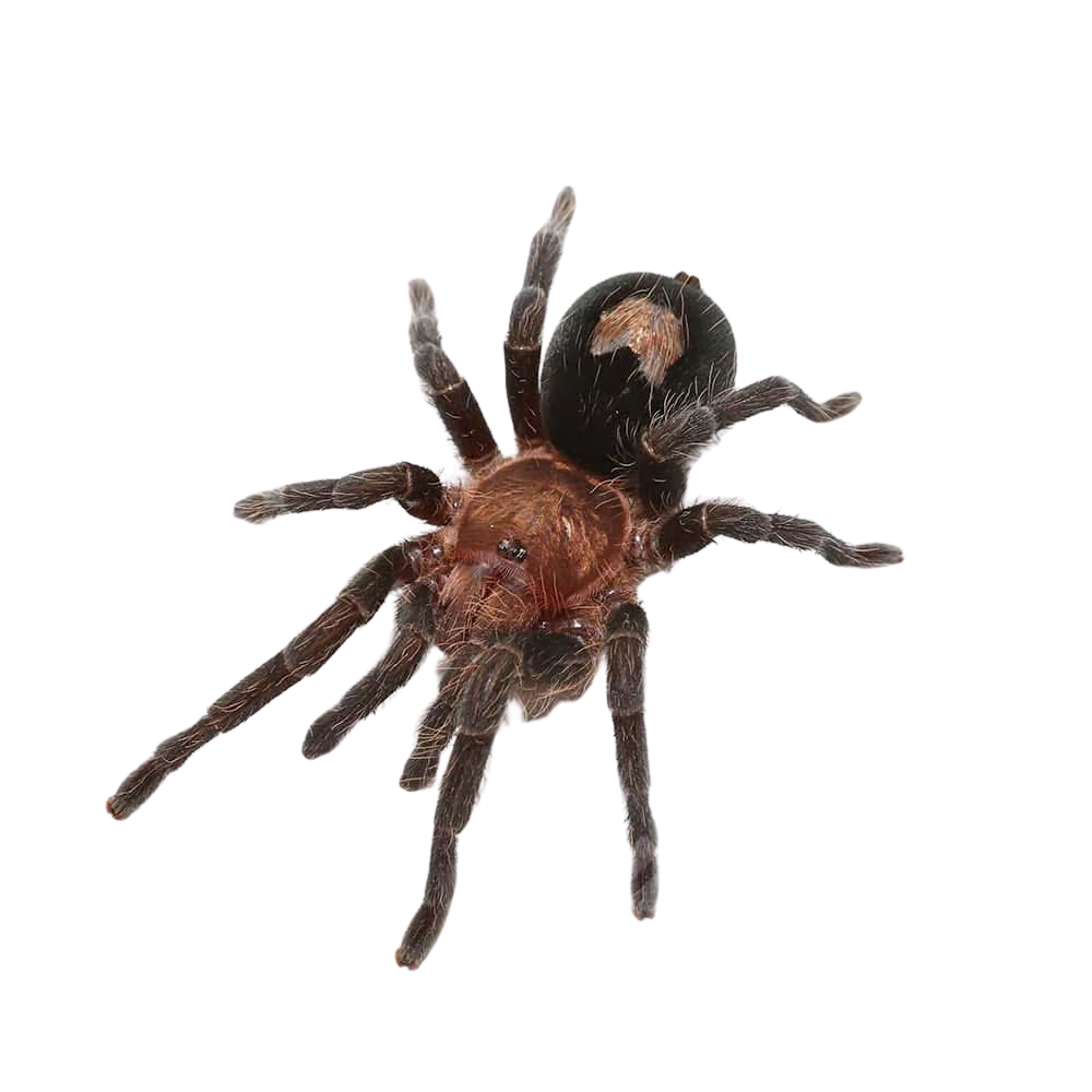 peruvian-dwarf-star-tarantula-1-–-25″ (2) peruvian dwarf star tarantula 1 – 25″ 2