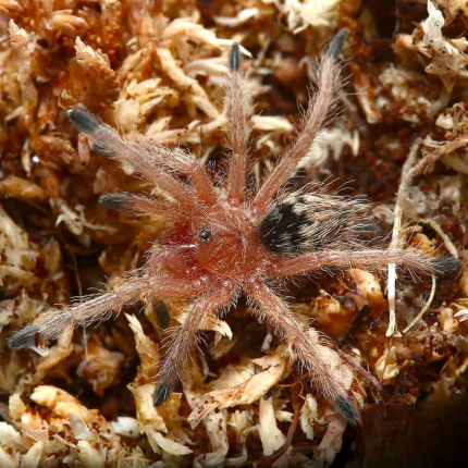 Peruvian Flame-Rump Tarantula (.5 – .75”)